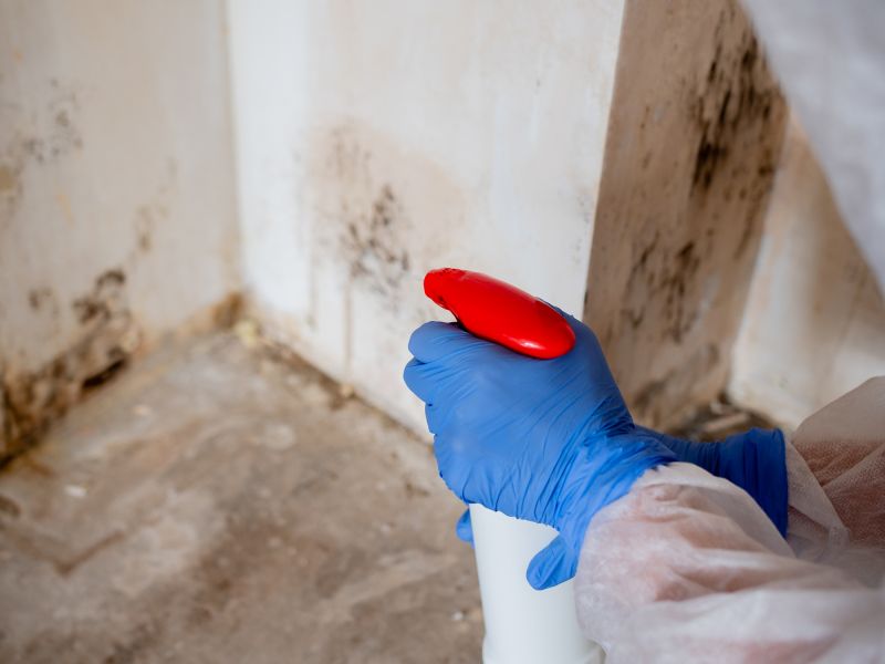Attic Mold Remediation in Frisco, TX
