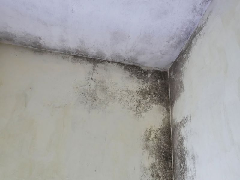 Attic Mold Remediation in Jupiter, FL