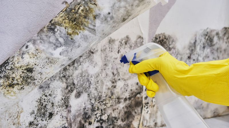 Mold Control in West Palm Beach, FL