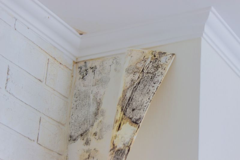 Air Duct Mold Removal in Dallas, TX