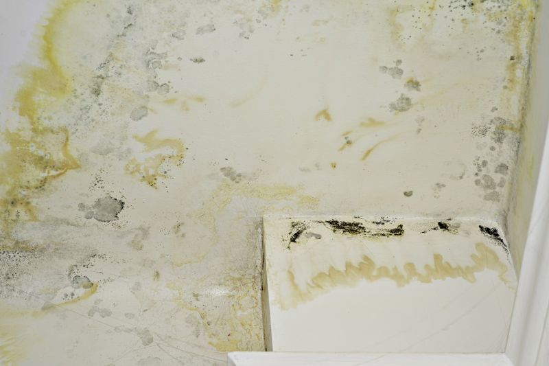 Attic Mold Remediation in Frisco, TX