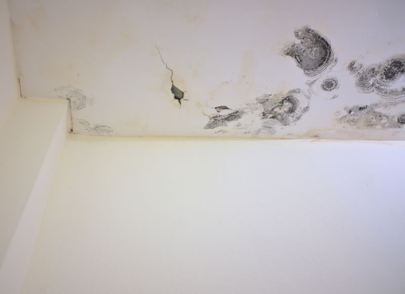 Attic Mold Removal in Essex County, NJ