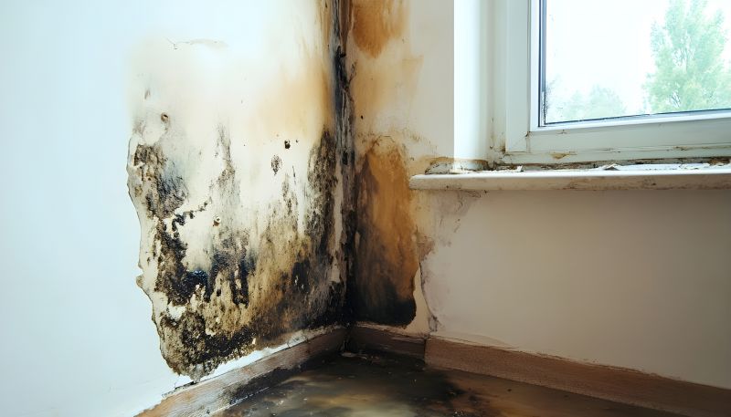 Basement Mold Remediation in West Palm Beach, FL