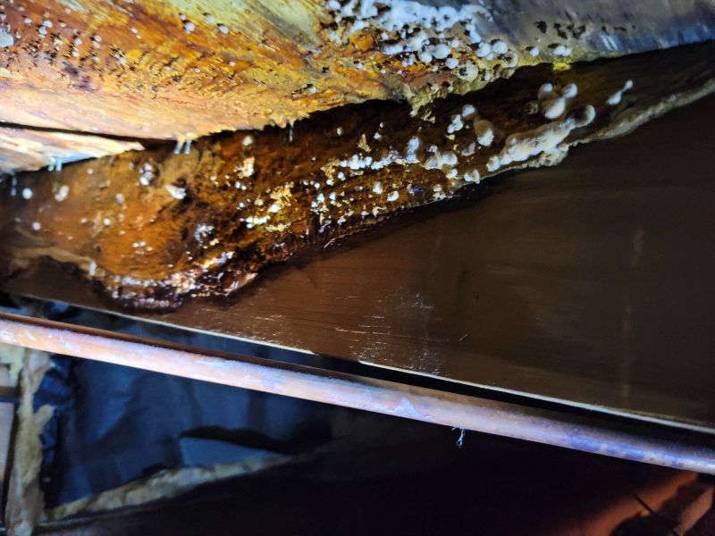Basement Mold Removal in Essex County, NJ