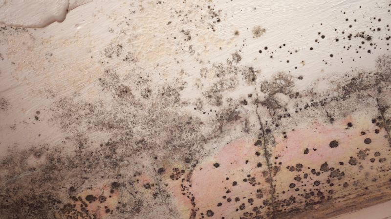 Ceiling Mold Removal in Dallas, TX