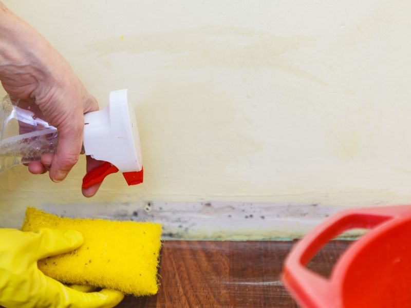 Mold Cleanup Service in Fort Lauderdale, FL