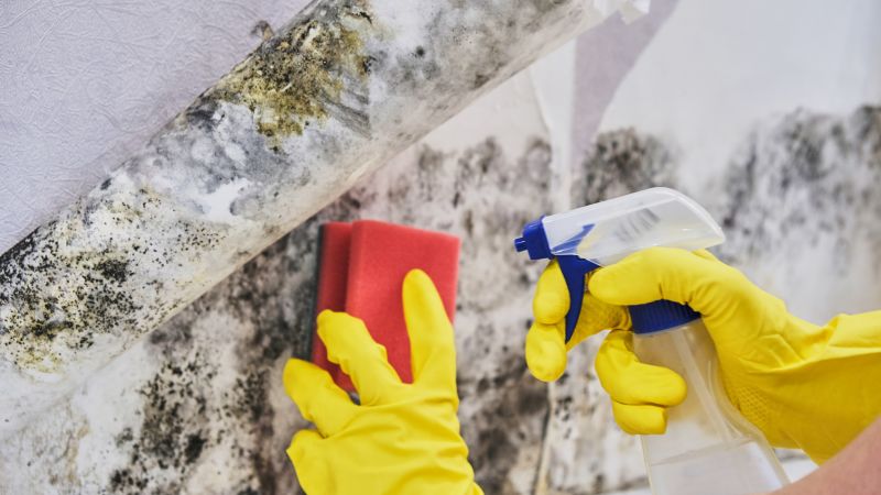 Mold Cleanup Service in Boca Raton, FL