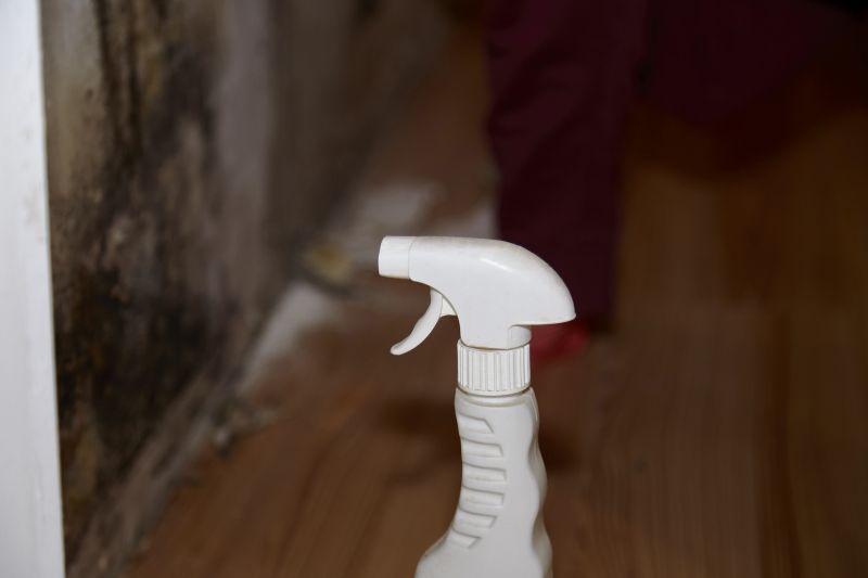 Mold Cleanup Service in Boca Raton, FL