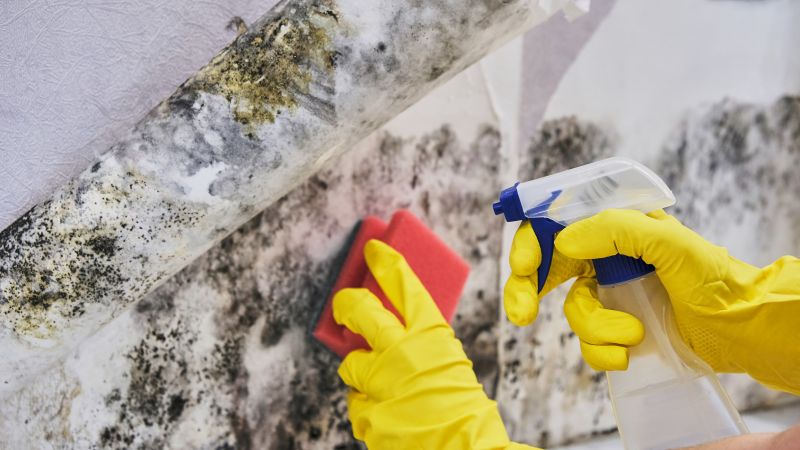 Mold Control in West Palm Beach, FL