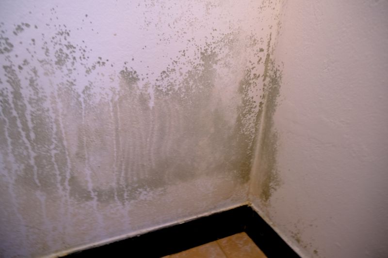 Mold Treatment Service in Frisco, TX