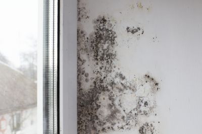 White Mold Mitigation in Boca Raton, FL