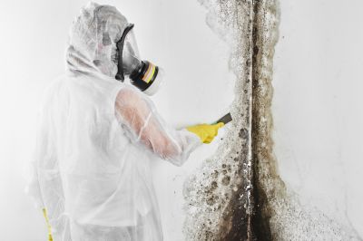 White Mold Mitigation in Bergen County, NJ